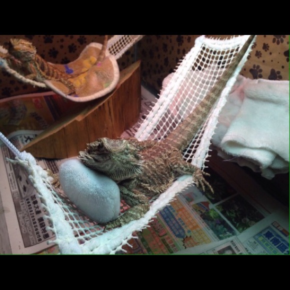 BEARDED DRAGON ATTACHABLE RESTING HAMMOCKS - Picture 2 of 4